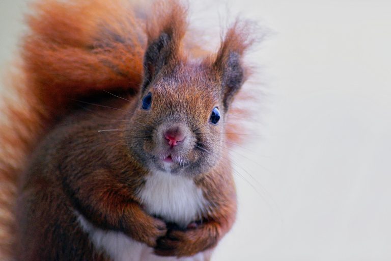 Evolutionärer Vorteil heimischer Eichhörnchen - globalmagazin