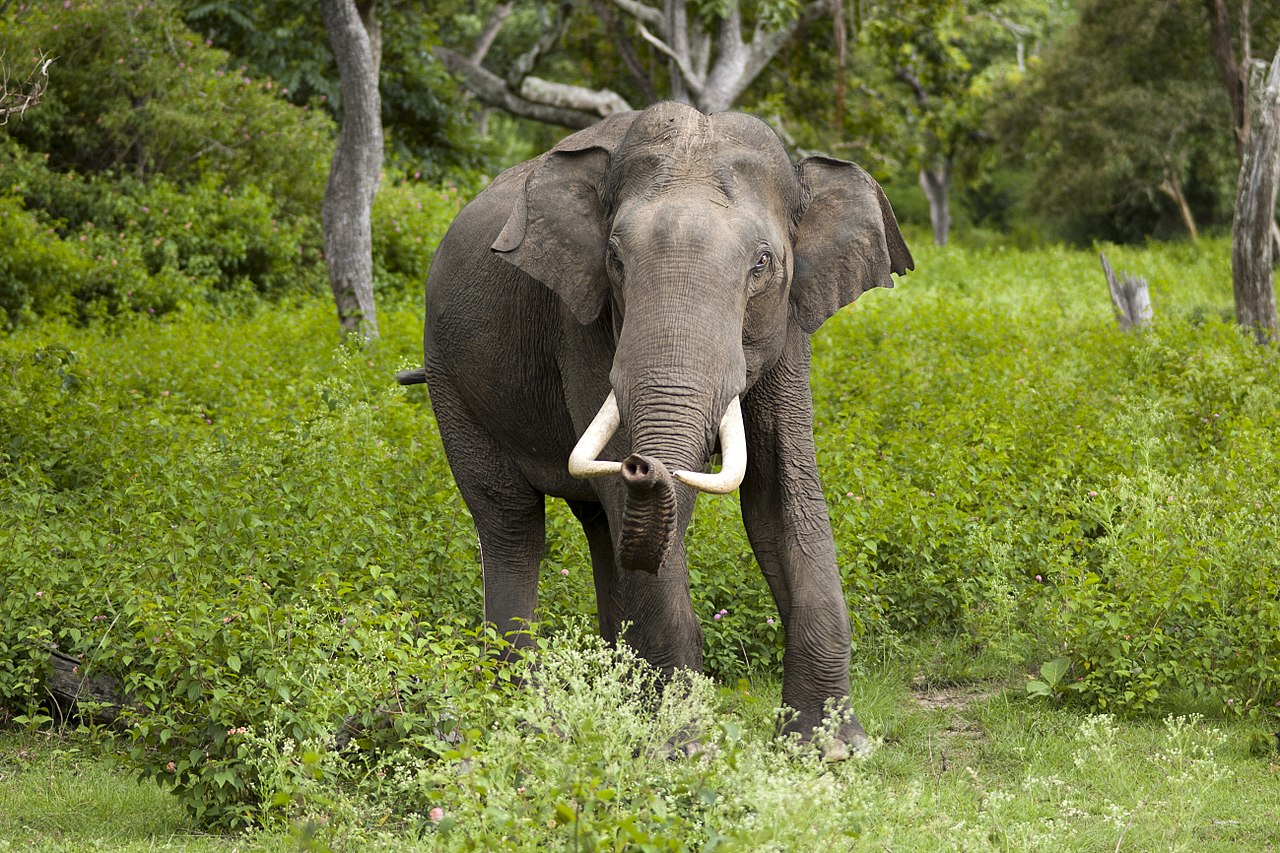 Besserer Schutz Wandernder Arten Globalmagazin Besserer Schutz Wandernder Arten Globalmagazin
