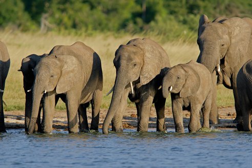 Geschenk für uns: 20.000 Elefanten aus Botswana