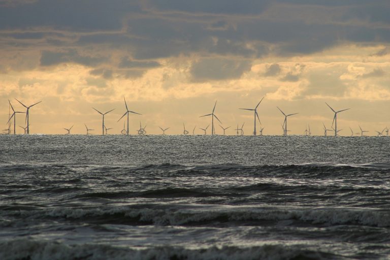 Offshore-Windparks werden Paradies für Krebse