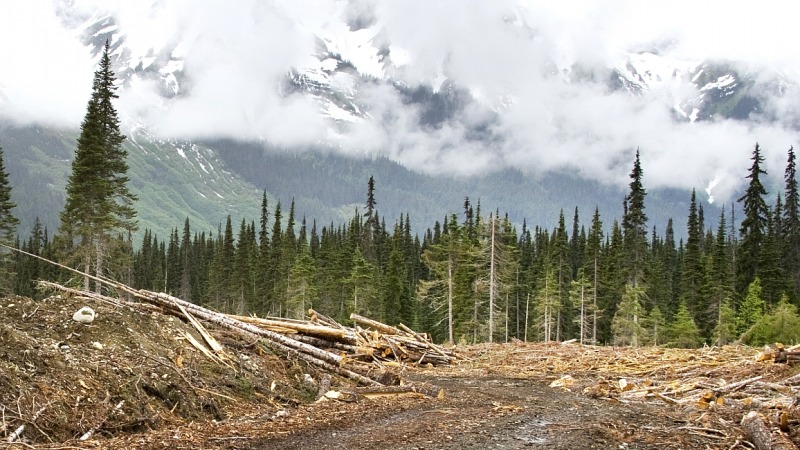 Waldverlust verstärkt Biodiversitätswandel