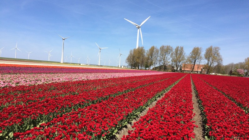 Niederlande kaufen grünen Strom nach