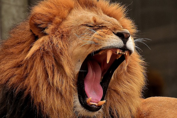 7 Löwe Alexas Fotos Pixabay CC PublicDomain lion 3317670 1920