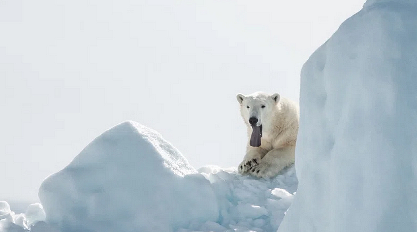 Klimawandel: Eisbären könnten bis 2100 aussterben