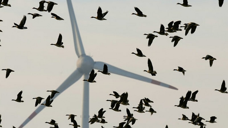 Windkraft: Schwarze Farbe rettet Vogel-Leben