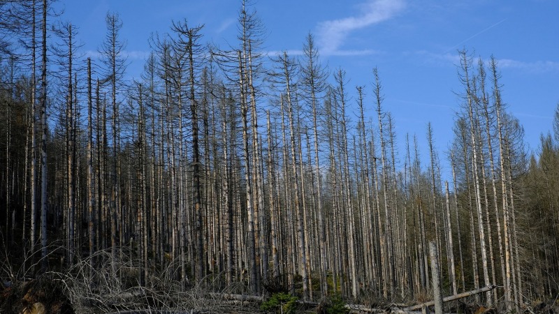 Waldschutz ist Klimaschutz