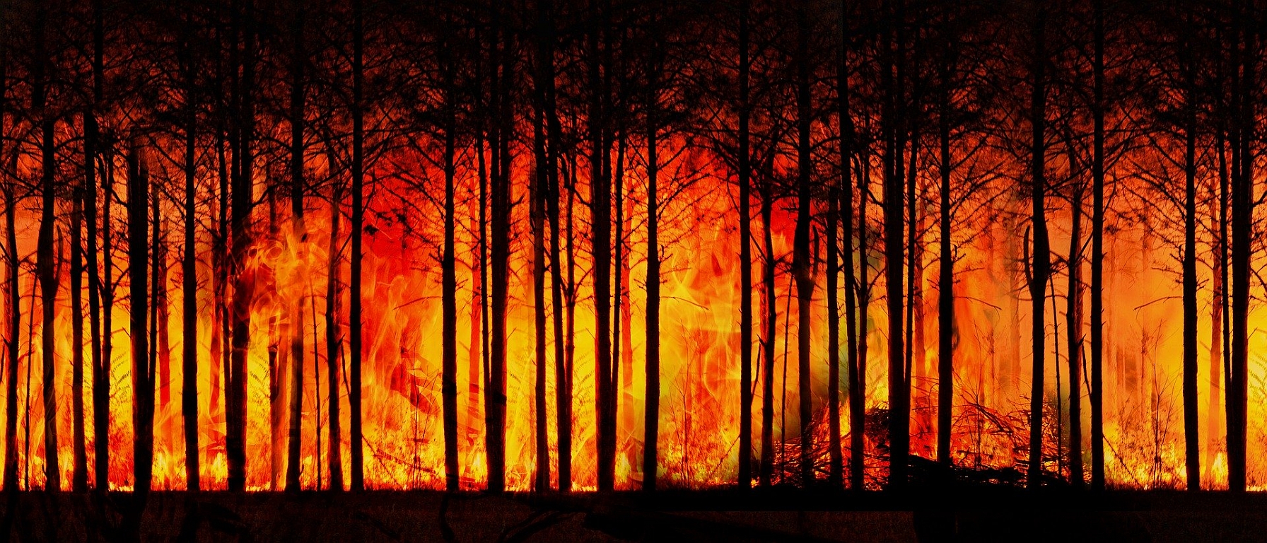 So wirken sich Waldbrände aufs Klima aus