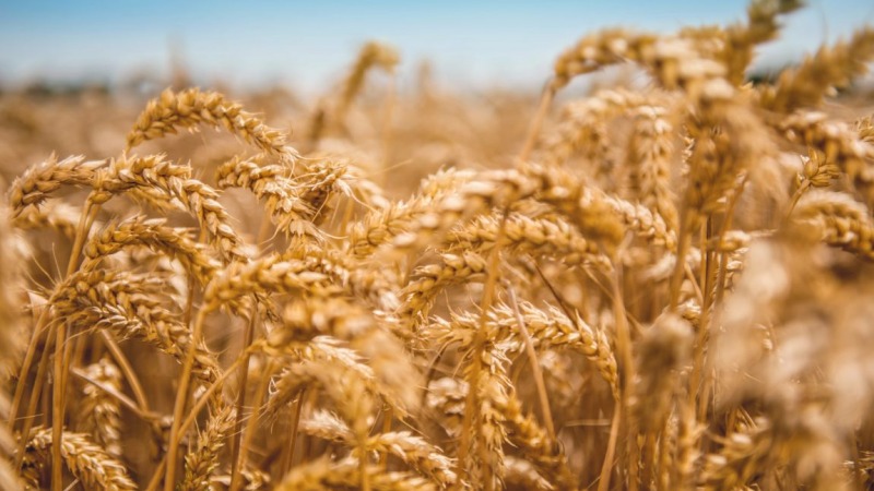 Weizen: Grundstoff für vielfältige Anwendungen