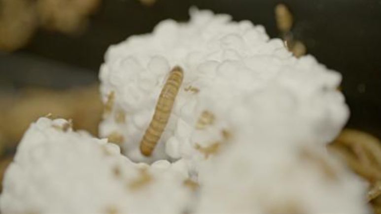 Können Mehlwürmer  unsere Plastikkrise lösen?