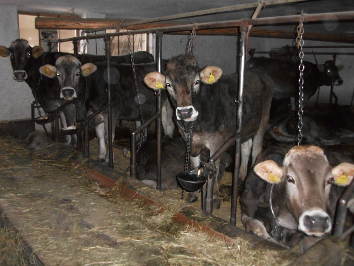 Dänemark: Ende der Anbindehaltung von Milchkühen