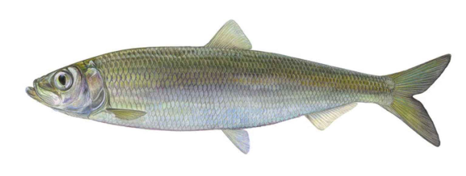 Hering Wird Der Fisch Des Jahres 2021 Globalmagazin hering-wird-der-fisch-des-jahres-2021-globalmagazin