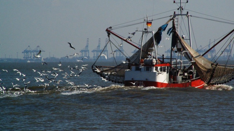 Vorerst weniger Fischfang in der Nordsee