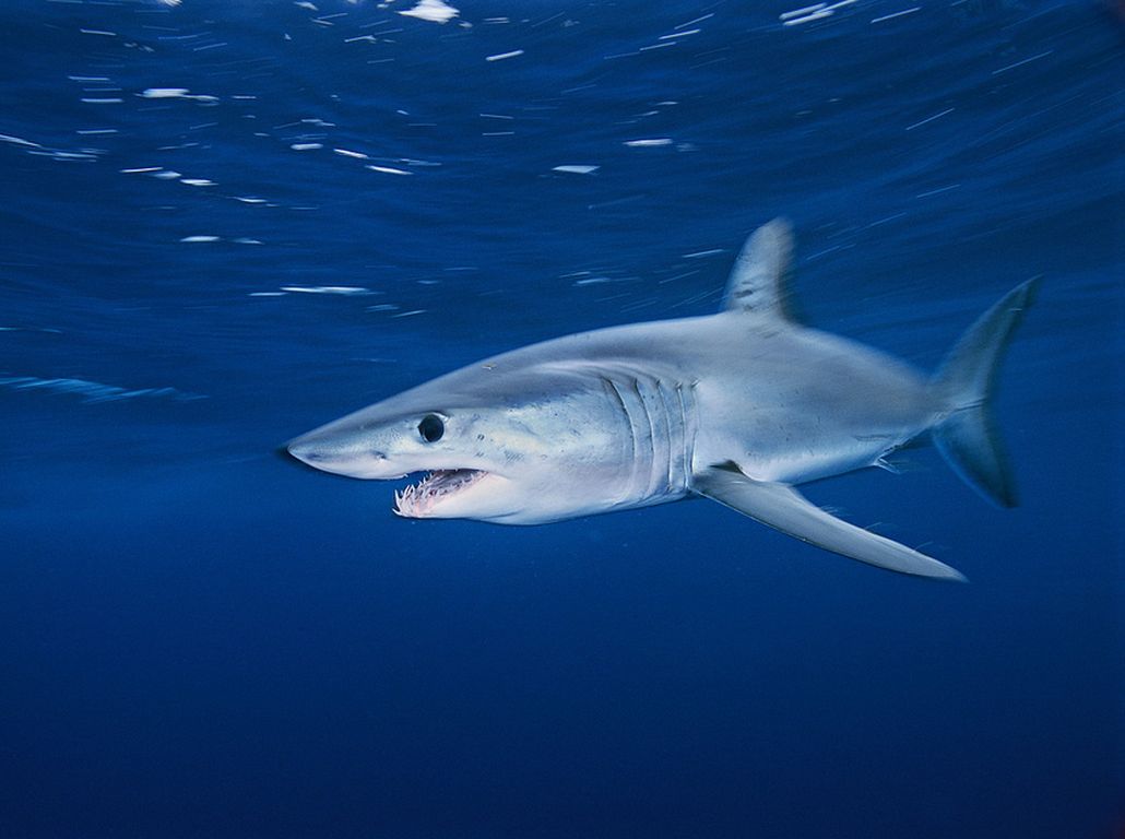 Mehr Schutz für 40 weitere Spezies