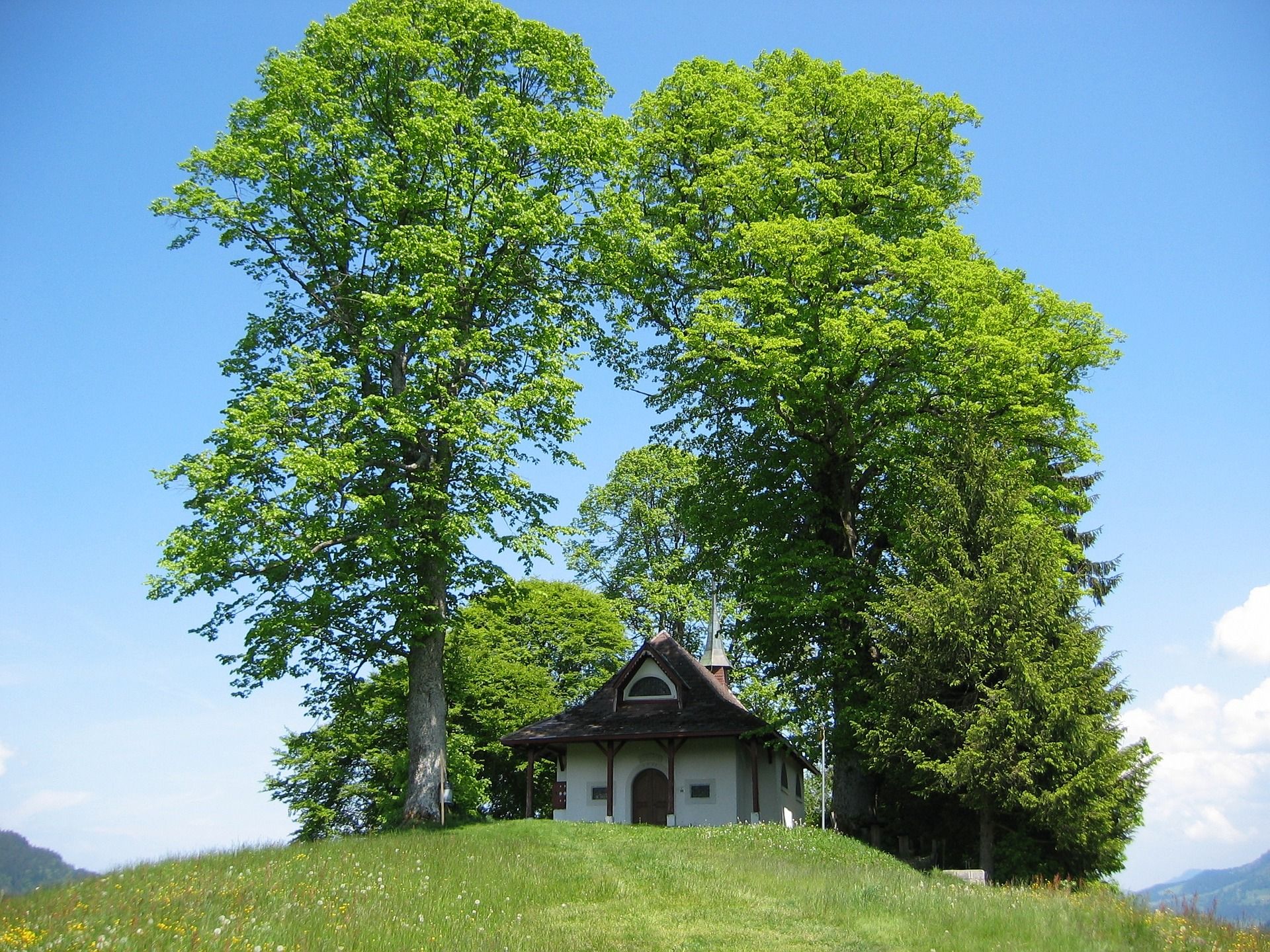 Linde Ist Baum Des Jahres 2021 In sterreich Globalmagazin Linde Ist Baum Des Jahres 2021 In sterreich Globalmagazin