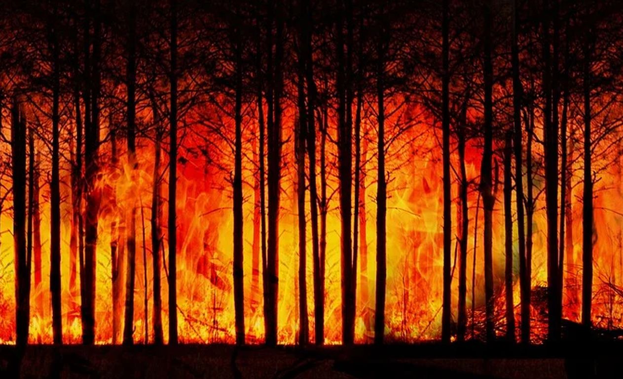 IPCC-Bericht: Zunehmend Hitzewellen und Waldbrände