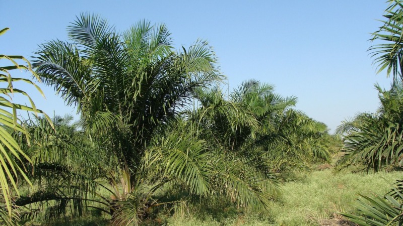 Sri Lanka verbietet Import und Anbau von Palmöl