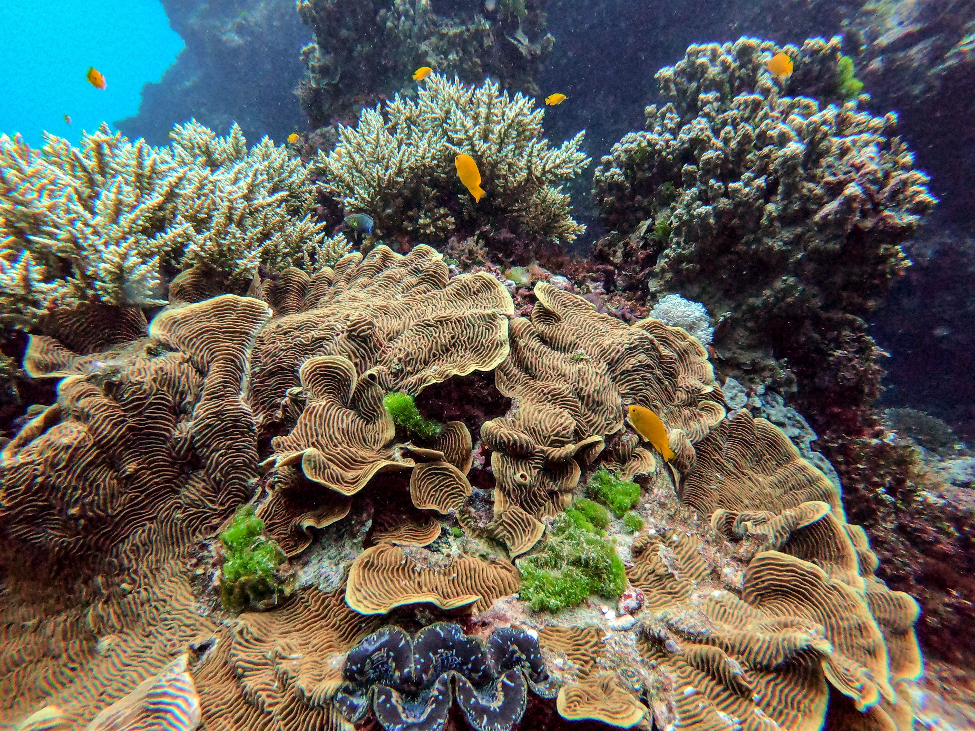 Unesco will Great Barrier Reef als gefährdet einstufen