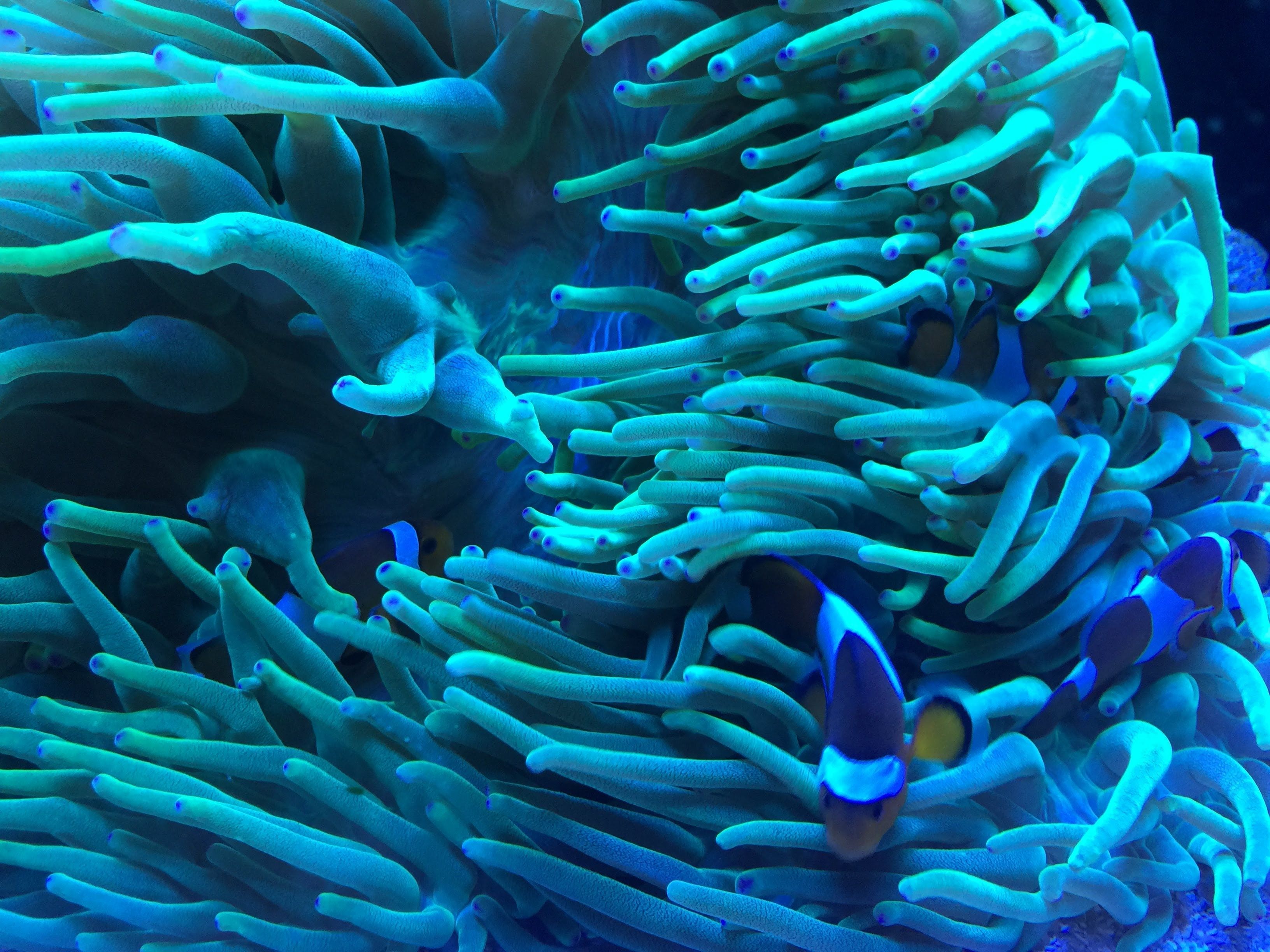 Forscher befürchten Kollaps der Korallenriffe