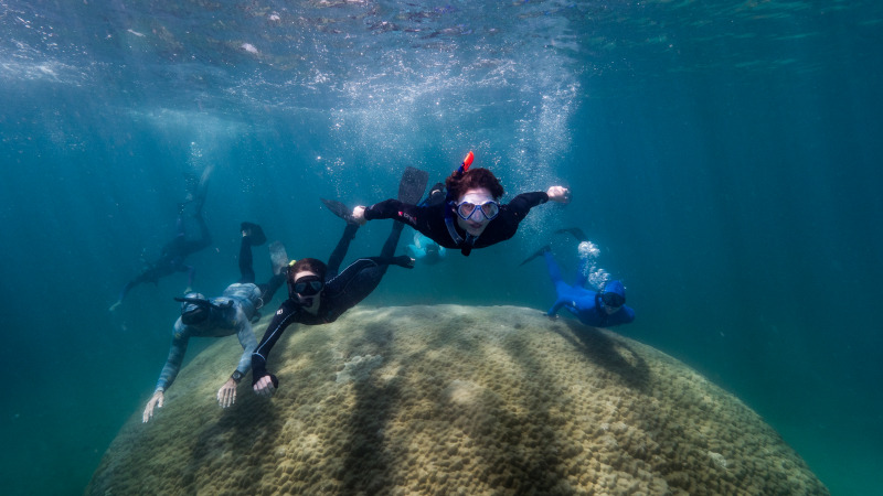 Riesige Koralle im Great Barrier Reef entdeckt