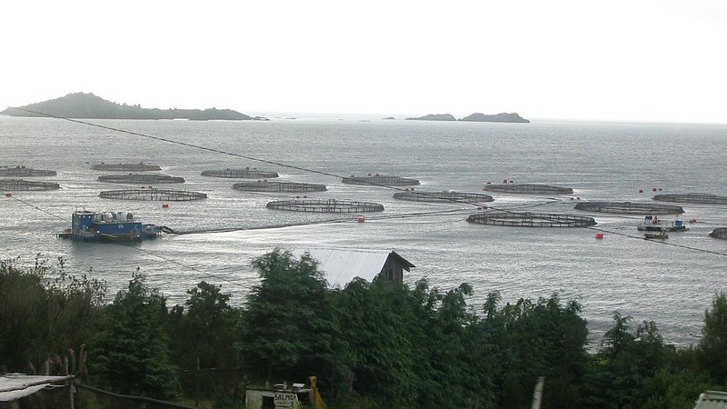 Provinz Tierra del Fuego verbietet Lachsfarmen