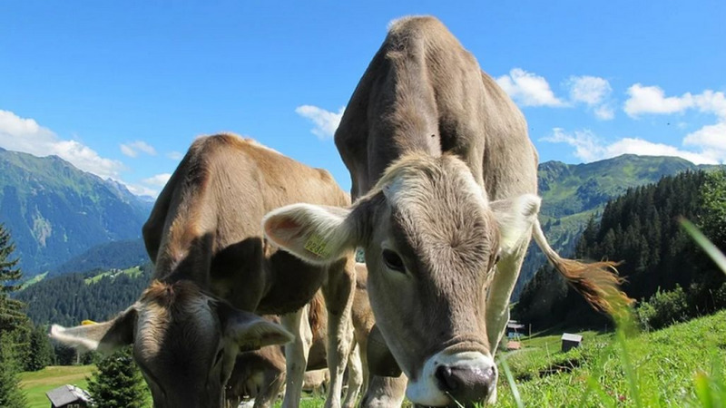 Umweltbilanz von Milch: Weidehaltung schlägt Stallhaltung