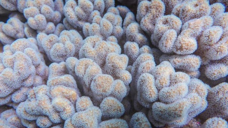 Korallen filtern Mikroplastik aus Meerwasser