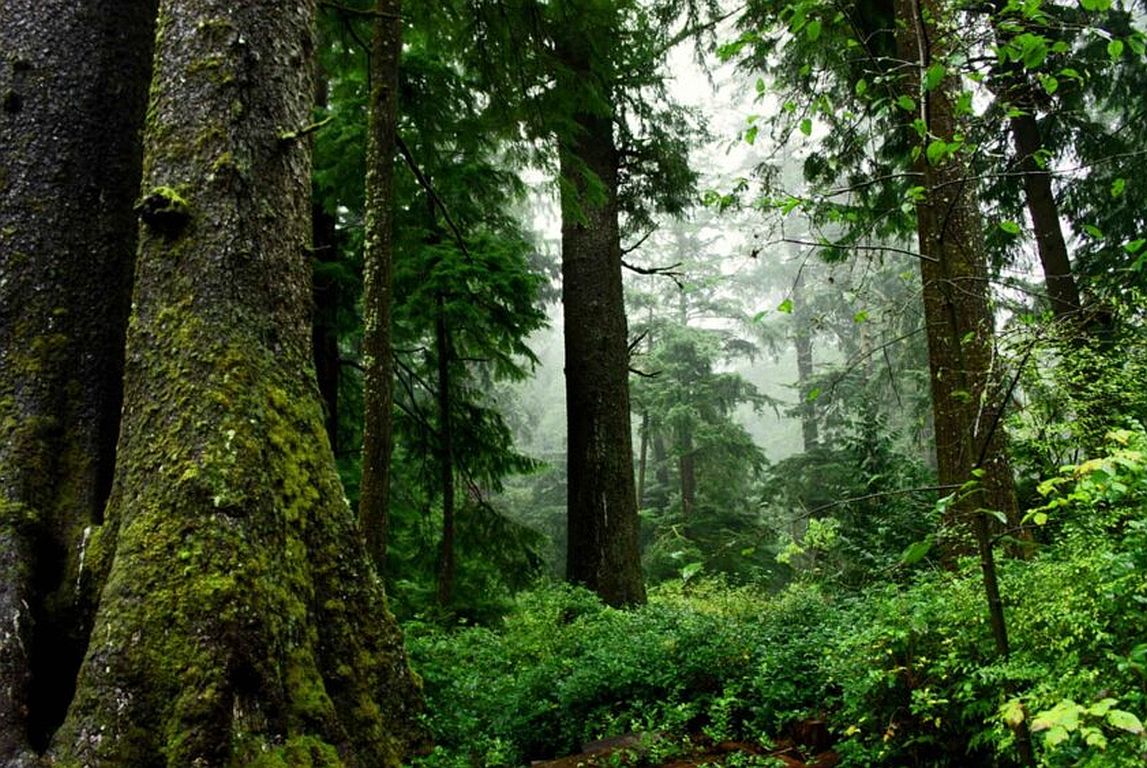 Wald Und Psyche Ges nder Gl cklicher Freundlicher Globalmagazin Wald Und Psyche Ges nder Gl cklicher Freundlicher Globalmagazin