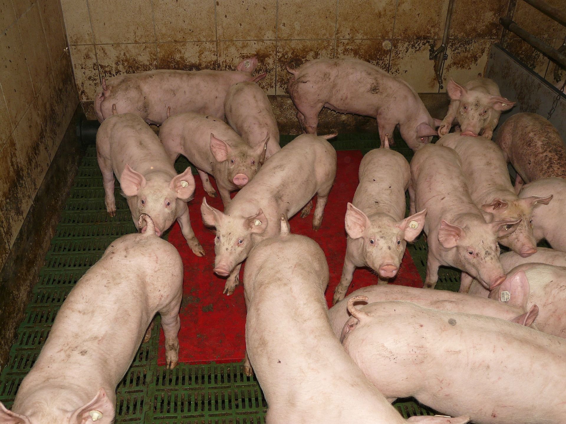 Tierarzneimittel in der EU Lebensmittelproduktion