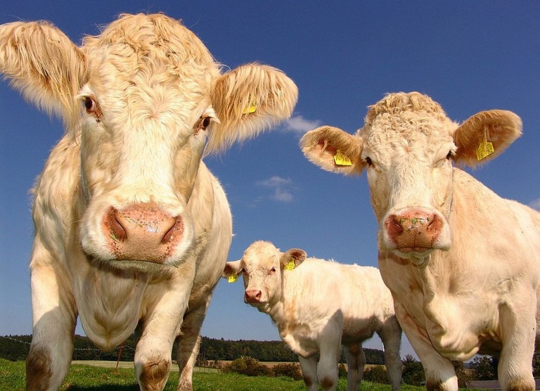 Milch verschwindet langsam aus den Regalen