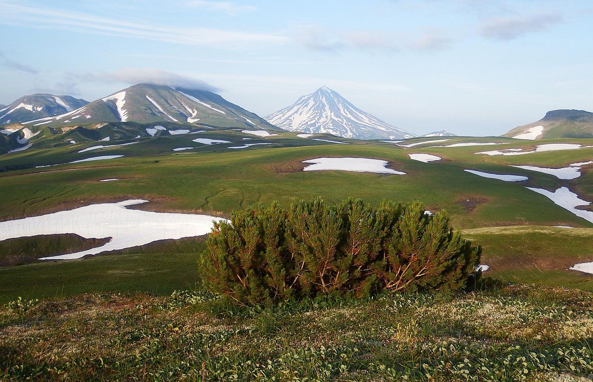 Klima: „Tundra kämpft ums nackte Überleben“
