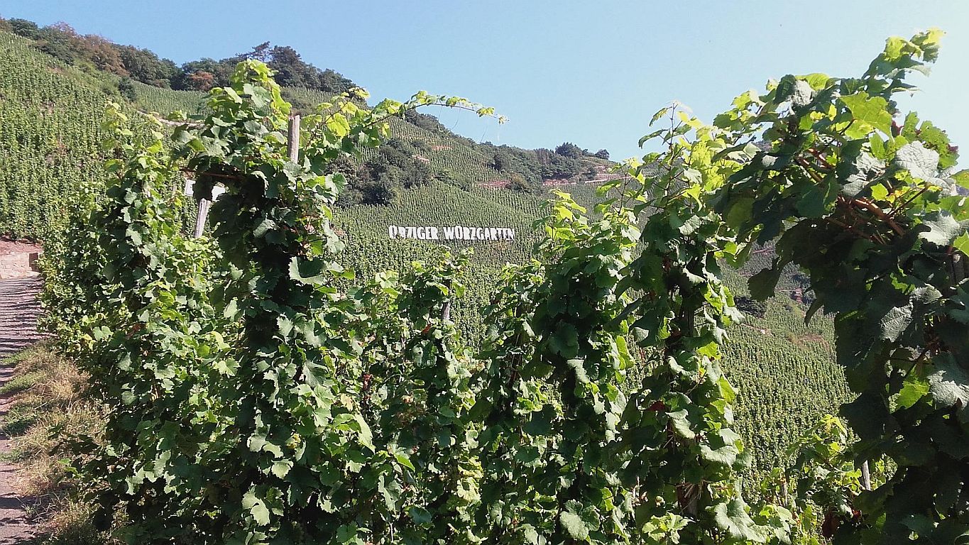 Artenschutz im Weinbau an der Mosel