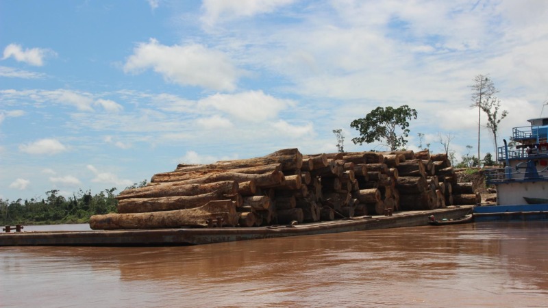 Brasilien holzt Amazonas-Regenwald in Rekordtempo ab