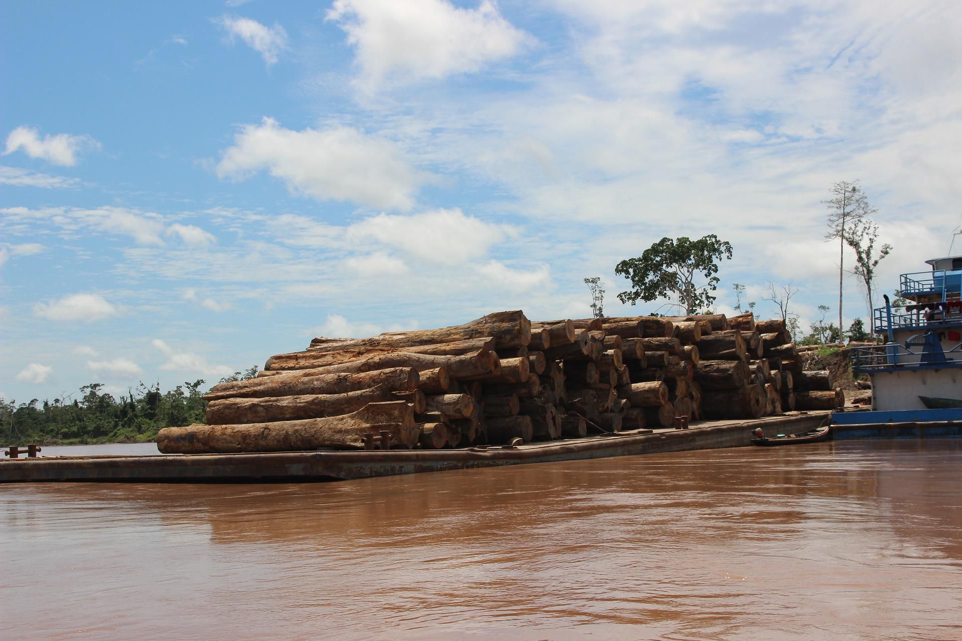 Brasilien holzt Amazonas-Regenwald in Rekordtempo ab
