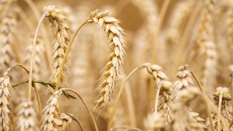 Hitzewelle: Indien verbietet Export von Weizen