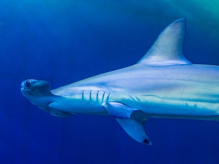 Haie: So gefährlich ist Badeurlaub am Meer