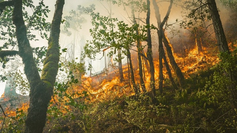 Nachhaltigkeit schützt vor Waldbrandgefahr