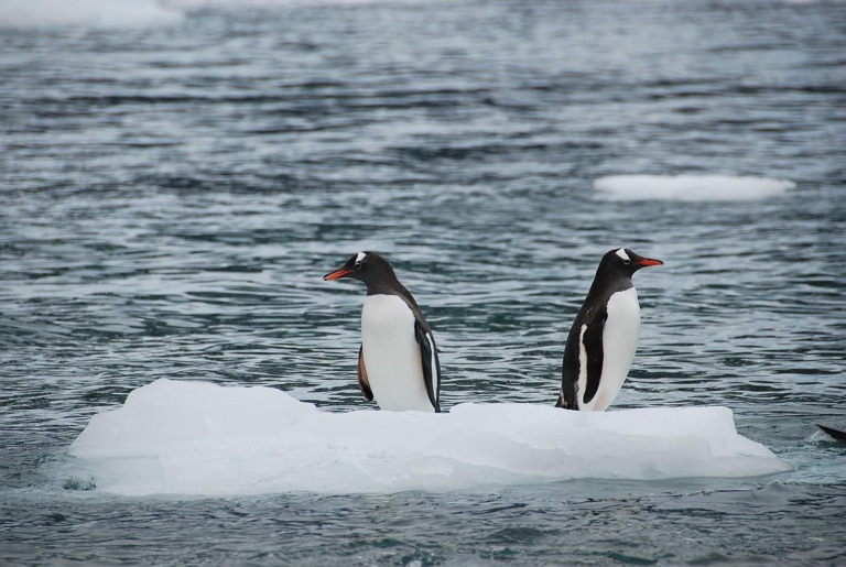WWF drängt auf Schutz der Kaiserpinguine