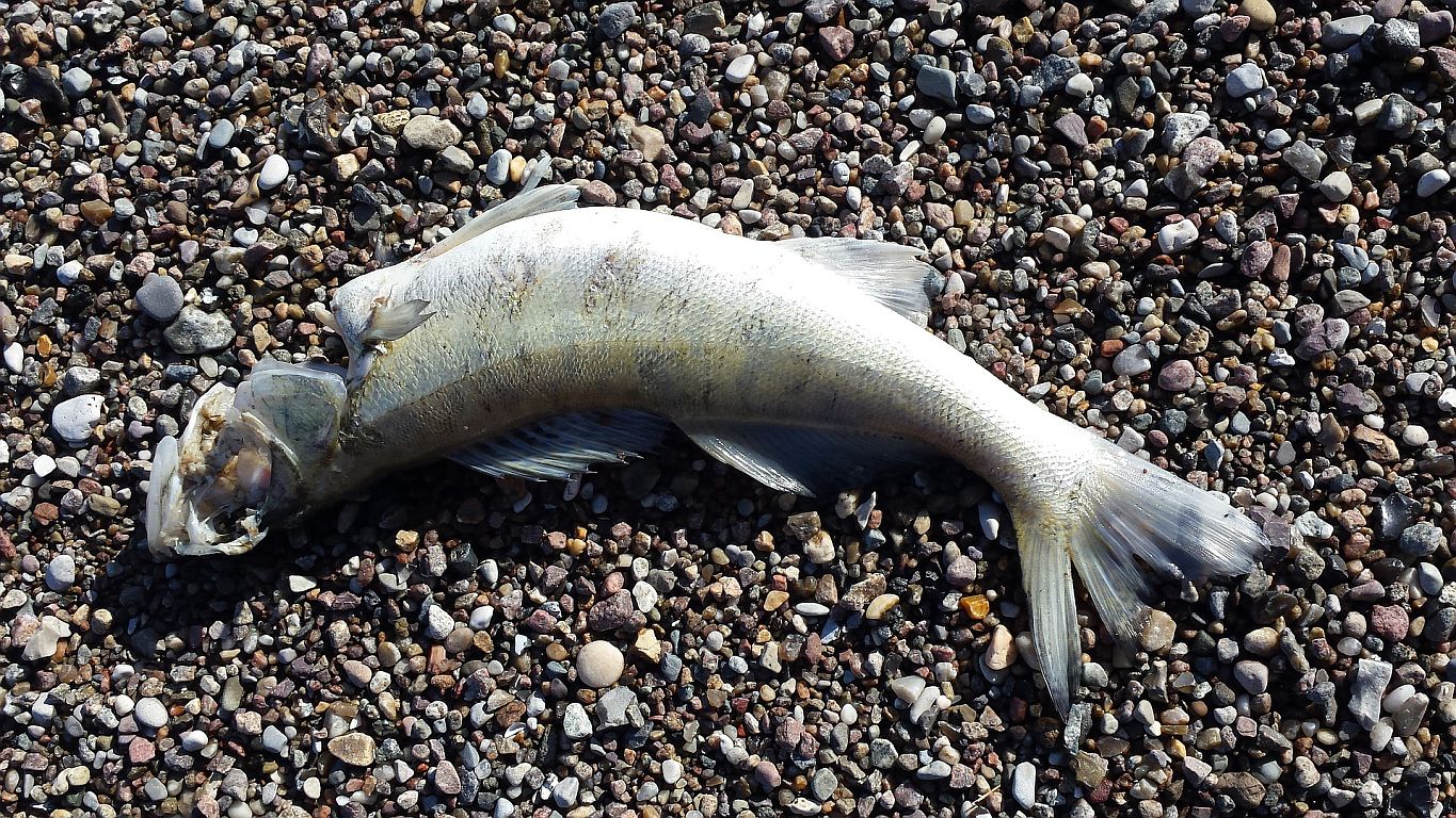 Umweltskandal: Tote Fische treiben in der Oder