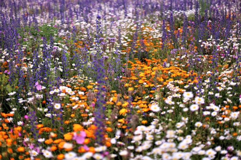 Biodiversität liegt Europas Kommunen am Herzen