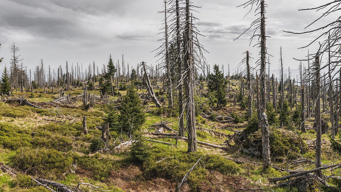 Über ein Drittel aller Bäume im Land geschädigt