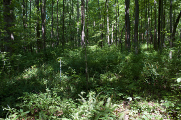 wälder