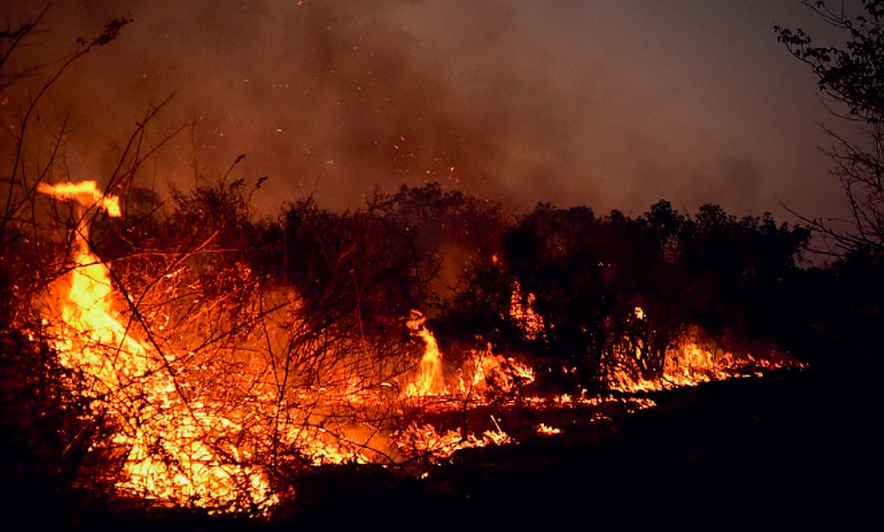 Das Pantanal  brennt für Fleisch