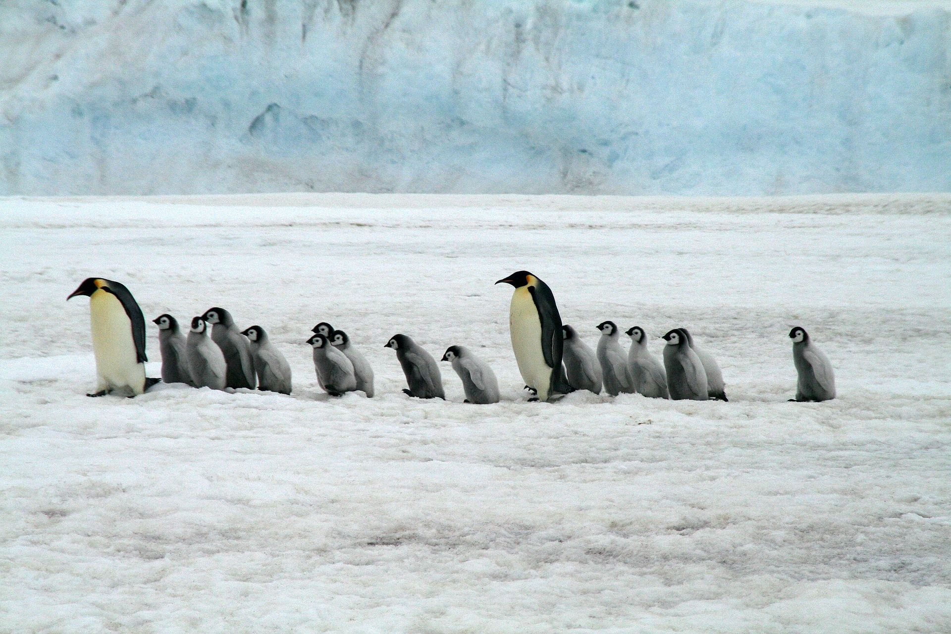 Neu Pinguinkolonie aus dem All entdeckt