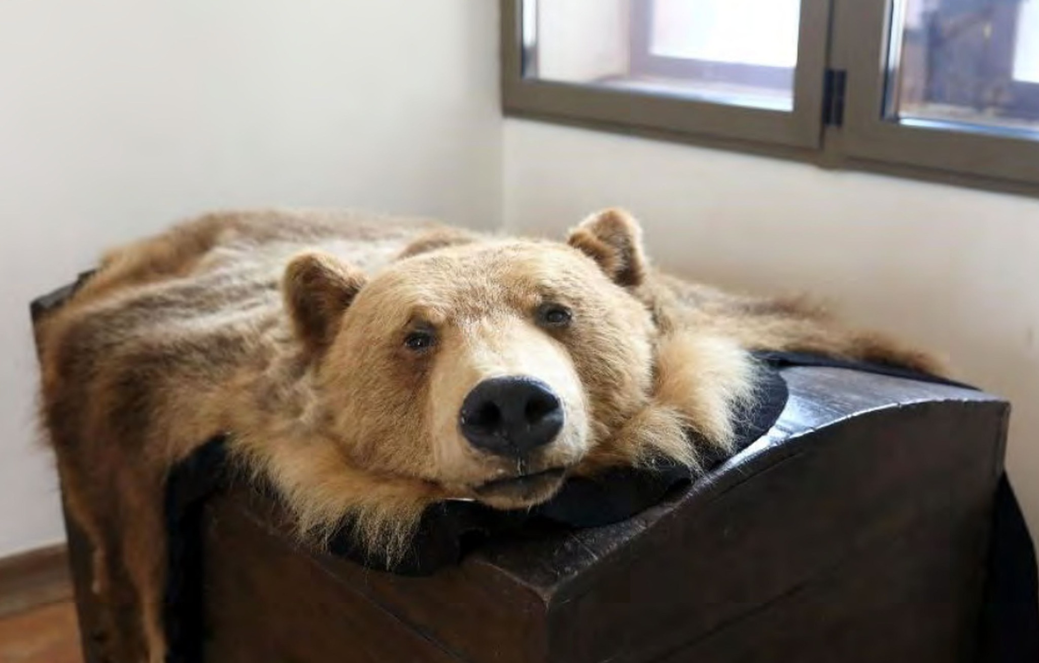 troph-enjagd-messe-schau-zur-t-tung-tausender-tiere-globalmagazin