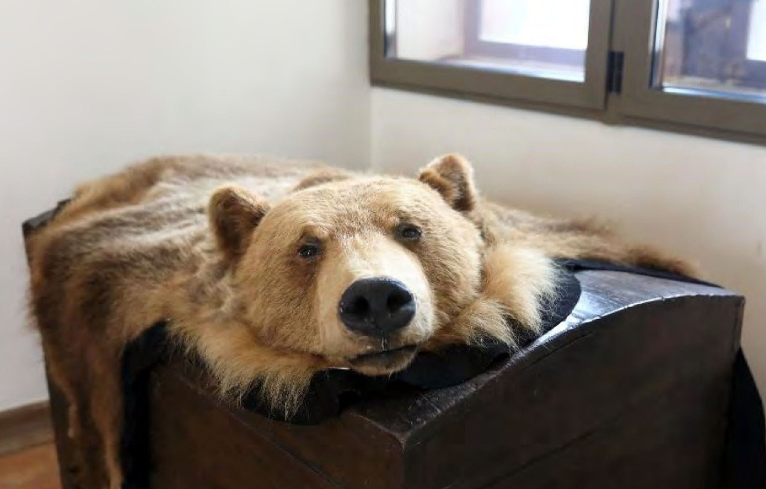 Trophäenjagd-Messe: Schau zur Tötung Tausender Tiere