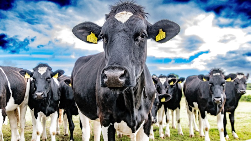 Klima: Irland will Zehntausende Kühe keulen