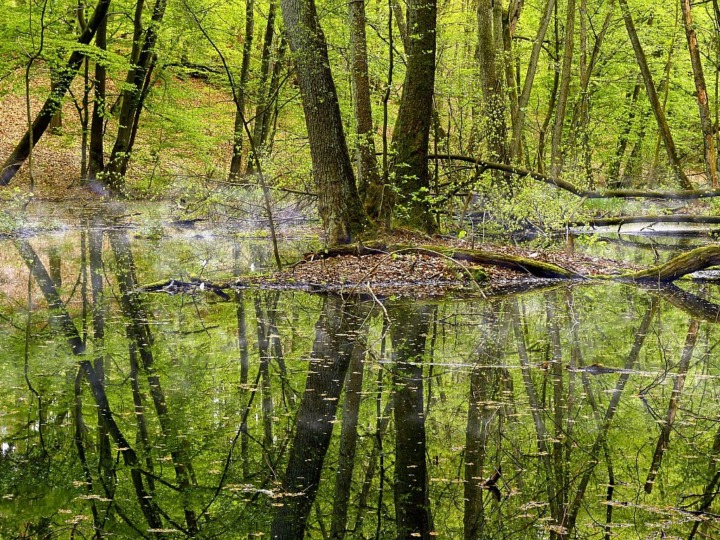 Grundwasser und Artenvielfalt: Lücken im Schutz