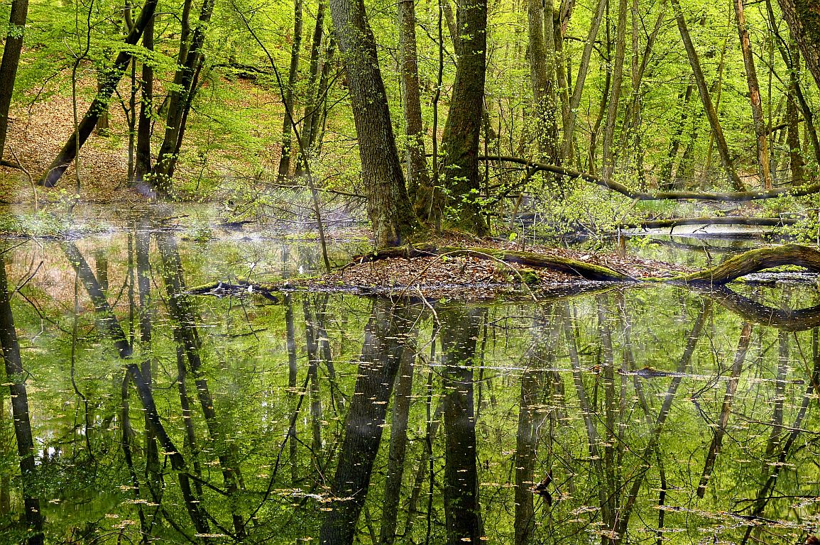 Grundwasser und Artenvielfalt: Lücken im Schutz