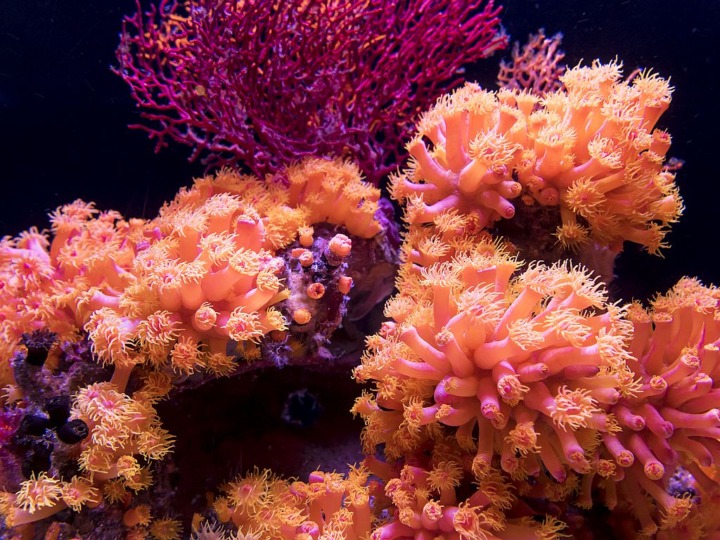 Wissen erhöht Bereitschaft zum Korallen-Schutz