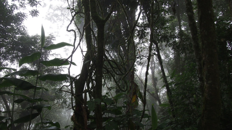 Südbrasilien: Abholzung für Naturtourismus 